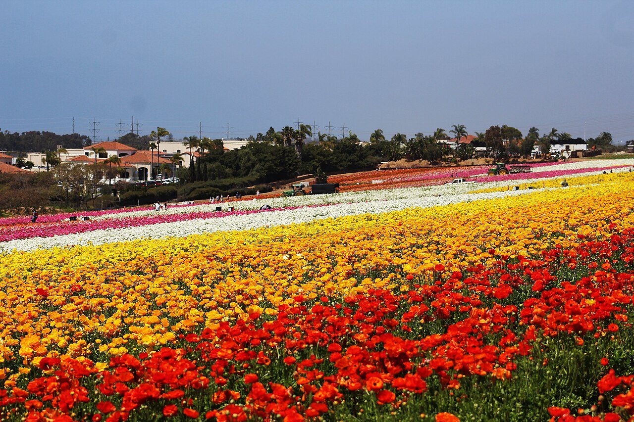 Carlsbad Flower Fields in bloom, North San Diego County